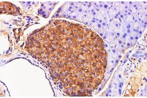 Immunohistochemistry of paraffin-embedded Mouse pancreas using Chromogranin A Polyclonal Antibody at dilution of 1:200 (Chromogranin A 抗体)