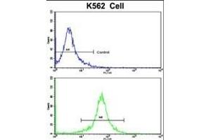 Flow cytometric analysis of K562 cells using TALDO1 Antibody (Center)(bottom histogram) compared to a negative control cell (top histogram). (TALDO1 抗体  (AA 186-215))