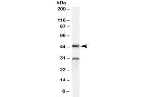 Western blot testing of rat testis lysate with Actl7b antibody at 0. (Actl7b 抗体)