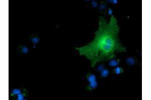 Anti-CD80 mouse monoclonal antibody (ABIN2452894) immunofluorescent staining of COS7 cells transiently transfected by pCMV6-ENTRY CD80 (RC206540). (CD80 抗体)