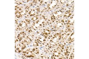 Immunohistochemistry of paraffin-embedded rat stomach using G Rabbit mAb (ABIN7267359) at dilution of 1:100 (40x lens). (GATA4 抗体)