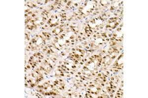 Immunohistochemistry of paraffin-embedded rat stomach using G Rabbit mAb (ABIN7267359) at dilution of 1:100 (40x lens).