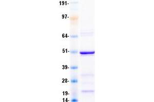 Western Blotting (WB) image for Sarcoglycan, alpha (50kDa Dystrophin-Associated Glycoprotein) (SGCA) (Transcript Variant 1) protein (Myc-DYKDDDDK Tag) (ABIN2731919)