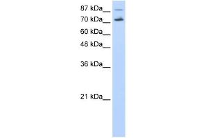 WB Suggested Anti-CDC25B Antibody Titration:  0. (CDC25B 抗体  (N-Term))