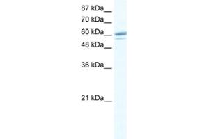 Western Blotting (WB) image for anti-Zinc Finger Protein 232 (ZNF232) antibody (ABIN2461236) (ZNF232 抗体)