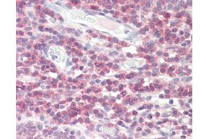 Anti-DPM1 antibody IHC staining of human tonsil. (DPM1 抗体  (AA 15-28))