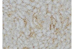 ABIN6272569 at 1/100 staining Mouse kidney tissue by IHC-P.