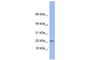 WB Suggested Anti-RPS24  Antibody Titration: 0. (RPS24 抗体  (Middle Region))