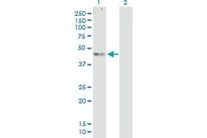 Western Blot analysis of ABHD12 expression in transfected 293T cell line by ABHD12 MaxPab polyclonal antibody.