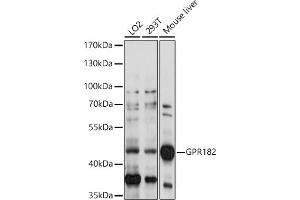 Western blot analysis of extracts of various cell lines, using GPR182 antibody (ABIN7267301) at 1:1000 dilution. (G Protein-Coupled Receptor 182 抗体  (AA 250-350))