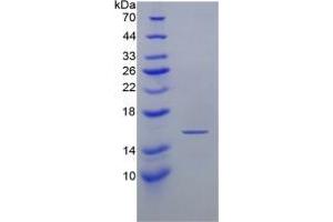 Image no. 1 for Interferon gamma (IFNG) (AA 23-155) (Active) protein (His tag) (ABIN6239727)