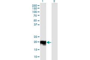 Western Blot analysis of JDP2 expression in transfected 293T cell line by JDP2 monoclonal antibody (M01), clone 3C1. (JDP2 抗体  (AA 1-163))