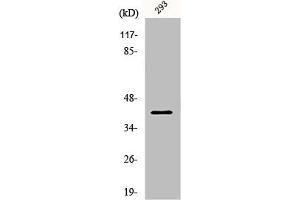 Western Blot analysis of 293 cells using PAR4 Polyclonal Antibody (PAWR 抗体  (C-Term))