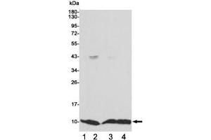 Western blot testing of 1) monkey COS7, 2) human MCF7, 3) human HCT116 and 4) human A549 cell lysates using S100A6 antibody 1:1000. (S100A6 抗体)