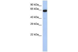 LRRTM1 antibody used at 1 ug/ml to detect target protein. (LRRTM1 抗体  (Middle Region))