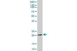 CCDC126 MaxPab polyclonal antibody. (CCDC126 抗体  (AA 1-140))