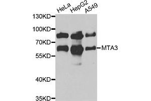 Western blot analysis of extracts of various cell lines, using MTA3 antibody. (MTA3 抗体)
