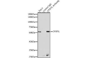 Immunoprecipitation analysis of 300 μg extracts of HeLa cells using 3 μg CPSF3L antibody (ABIN6130873, ABIN6138970, ABIN6138971 and ABIN6222240). (CPSF3L 抗体  (AA 331-600))