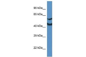 WB Suggested Anti-Ndrg2 Antibody   Titration: 1. (NDRG2 抗体  (Middle Region))
