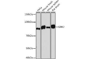 Western blot analysis of extracts of various cell lines, using GRK2 Rabbit mAb (ABIN7265504) at 1:1000 dilution. (GRK2 抗体)