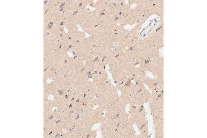Immunohistochemical analysis of paraffin-embedded human brain tissue using E performed on the Leica® BOND RXm. (Prohibitin 2 抗体  (AA 225-255))