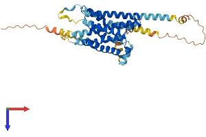 G Protein-Coupled Receptor 88 (GPR88) (AA 1-384) protein (His tag)