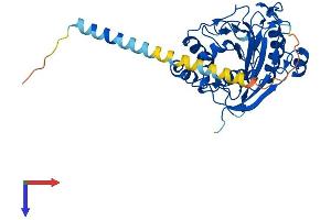 B4GALT4 Protein (AA 1-344) (His tag)