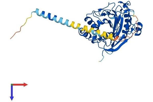 B4GALT4 Protein (AA 1-344) (His tag)