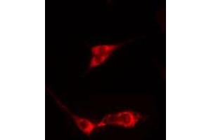 ABIN6275347 staining  HeLa cells by IF/ICC. (PEX3 抗体  (N-Term))