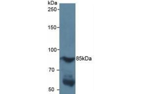HIF1A 抗体  (AA 218-506)