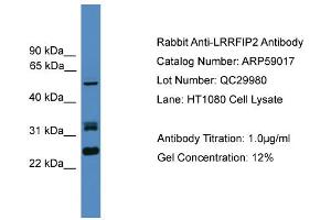 WB Suggested Anti-LRRFIP2  Antibody Titration: 0.