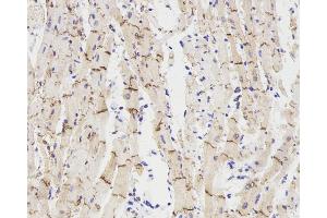 Immunohistochemistry analysis of paraffin-embedded rat heart using Connexin 43 Polyclonal Antibody at dilution of 1:300. (Connexin 43/GJA1 抗体)