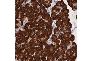 Immunohistochemical staining of human pancreas with ZNF74 polyclonal antibody  shows strong cytoplasmic positivity in exocrine glandular cells. (ZNF74 抗体)