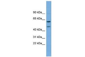 WB Suggested Anti-OMG Antibody Titration:  0. (OMG 抗体  (Middle Region))