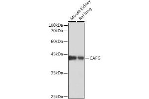 Western blot analysis of extracts of various cell lines, using CAPG Rabbit mAb (ABIN7266061) at 1:1000 dilution. (CAPG 抗体)