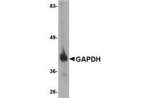 Image no. 1 for anti-Glyceraldehyde-3-Phosphate Dehydrogenase (GAPDH) (C-Term) antibody (ABIN341733) (GAPDH 抗体  (C-Term))
