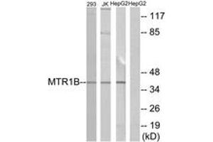 Western blot analysis of extracts from 293/Jurkat/HepG2 cells, using MTR1B Antibody. (Melatonin Receptor 1B 抗体  (AA 301-350))