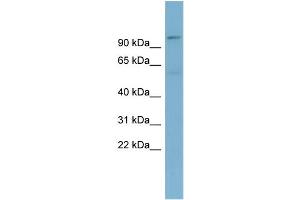 WB Suggested Anti-TBL3  Antibody Titration: 0. (TBL3 抗体  (N-Term))