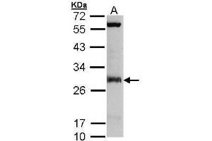 WB Image Sample (30 ug of whole cell lysate) A: Molt-4 , 12% SDS PAGE antibody diluted at 1:3000 (IDI1 抗体)
