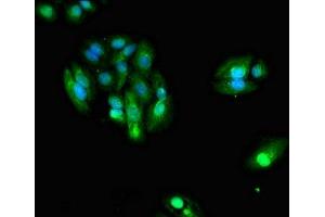 Immunofluorescent analysis of HepG2 cells using ABIN7157120 at dilution of 1:100 and Alexa Fluor 488-congugated AffiniPure Goat Anti-Rabbit IgG(H+L) (IDH1 抗体  (AA 1-240))