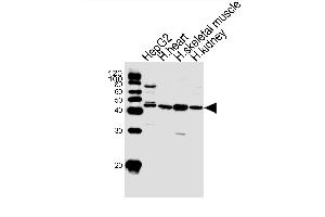 Western blot analysis of lysates from HepG2 cell line and human heart, skeletal muscle, kidney tissue lysate(from left to right), using SPHK1 Antibody (N-term P74) (ABIN391347 and ABIN2841368).
