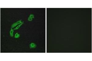 Immunofluorescence (IF) image for anti-Olfactory Receptor, Family 4, Subfamily C, Member 13 (OR4C13) (AA 260-309) antibody (ABIN1535903)