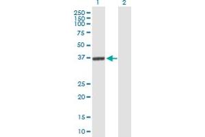 Western Blot analysis of GLRX3 expression in transfected 293T cell line by GLRX3 MaxPab polyclonal antibody. (GLRX3 抗体  (AA 1-335))