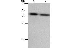 Western Blot analysis of LoVo and Hela cell using PABPC1 Polyclonal Antibody at dilution of 1:500 (PABP 抗体)