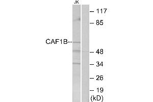 Western blot analysis of extracts from Jurkat cells, using CAF1B antibody. (CHAF1A 抗体)