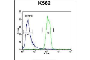 Flow cytometric analysis of K562 cells (right histogram) compared to a negative control cell (left histogram). (OR2M3 抗体  (C-Term))