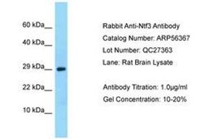 Image no. 1 for anti-Neurotrophin 3 (NTF3) (AA 23-72) antibody (ABIN6749937) (Neurotrophin 3 抗体  (AA 23-72))