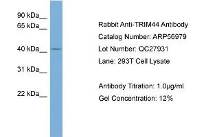 WB Suggested Anti-TRIM44  Antibody Titration: 0. (TRIM44 抗体  (Middle Region))
