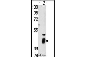 Western blot analysis of DUSP7 (arrow) using DUSP7 Antibody (N-term) (R). (DUSP7 抗体  (N-Term))