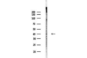 anti-Paraoxonase 3 (PON3) (Internal Region) antibody